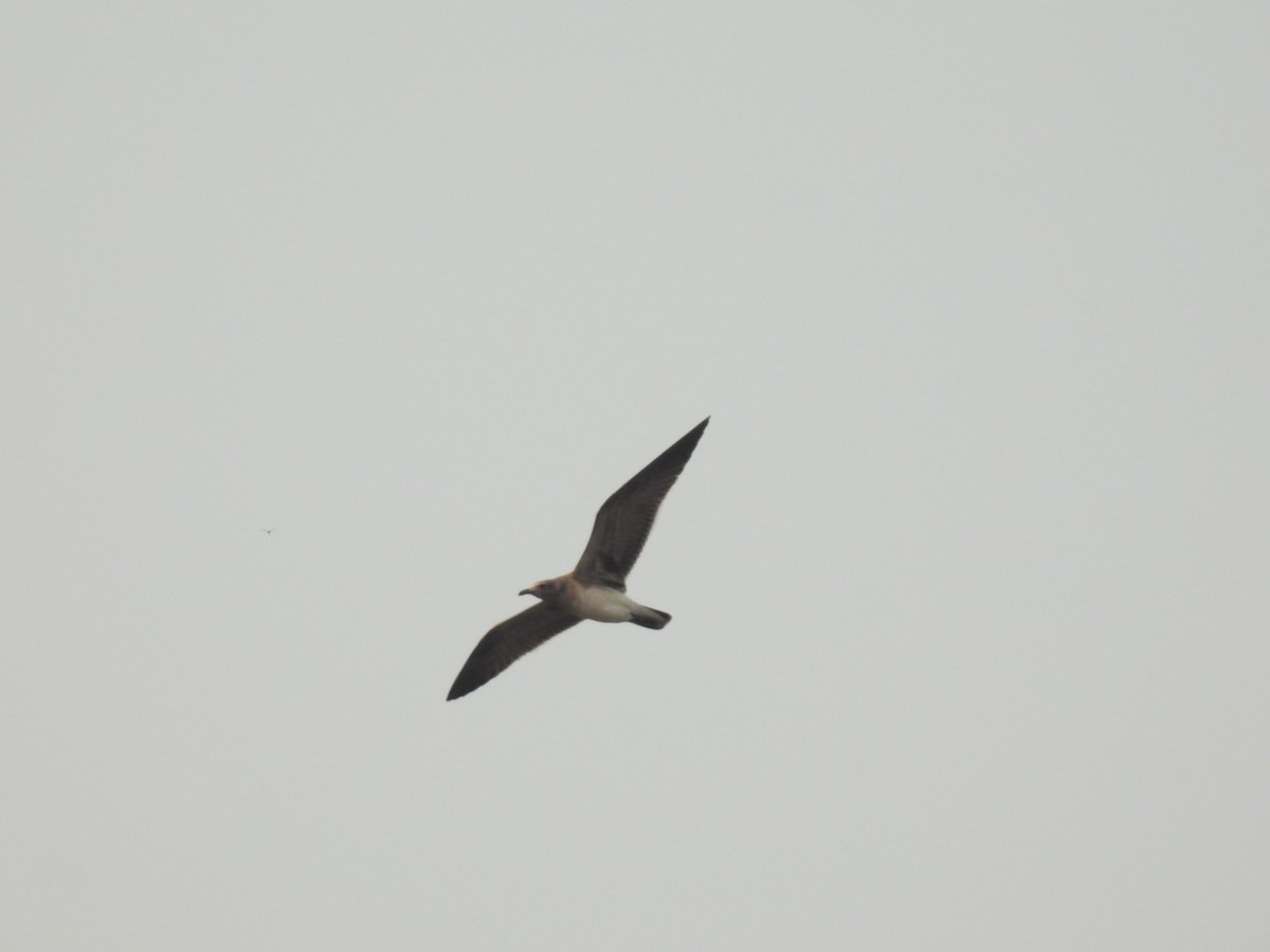 Laughing Gull - ML622589456