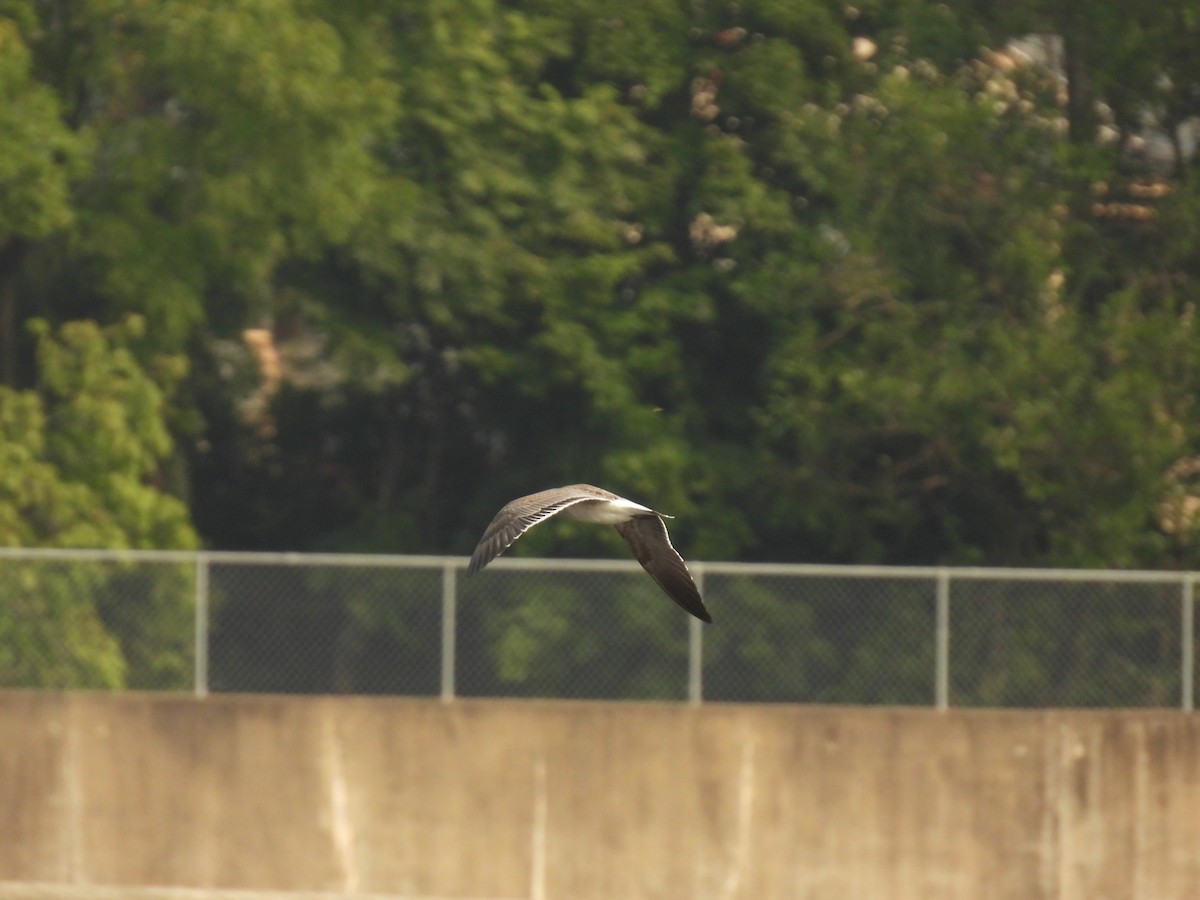 Laughing Gull - ML622589461