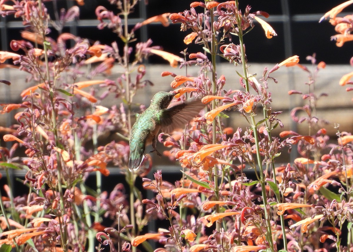 Calliope Hummingbird - ML622589485