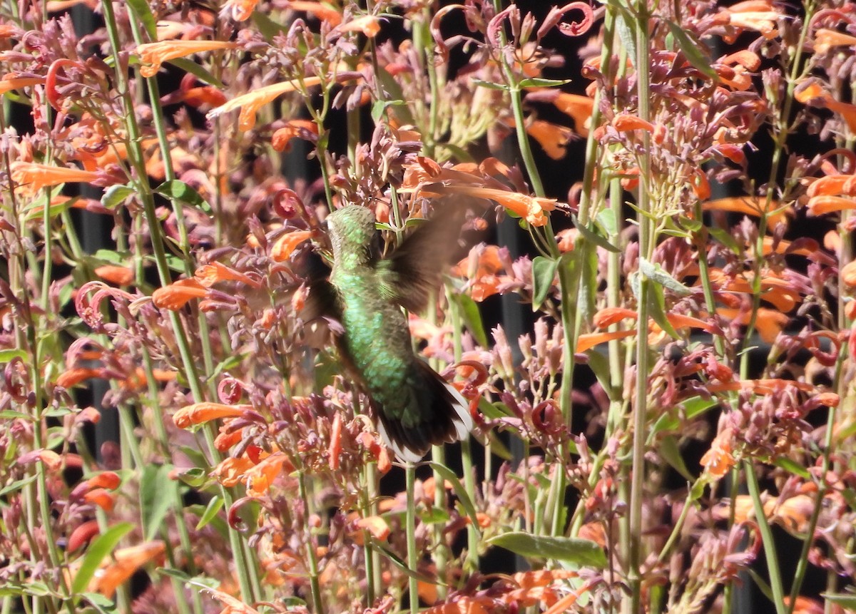 Calliope Hummingbird - ML622589492