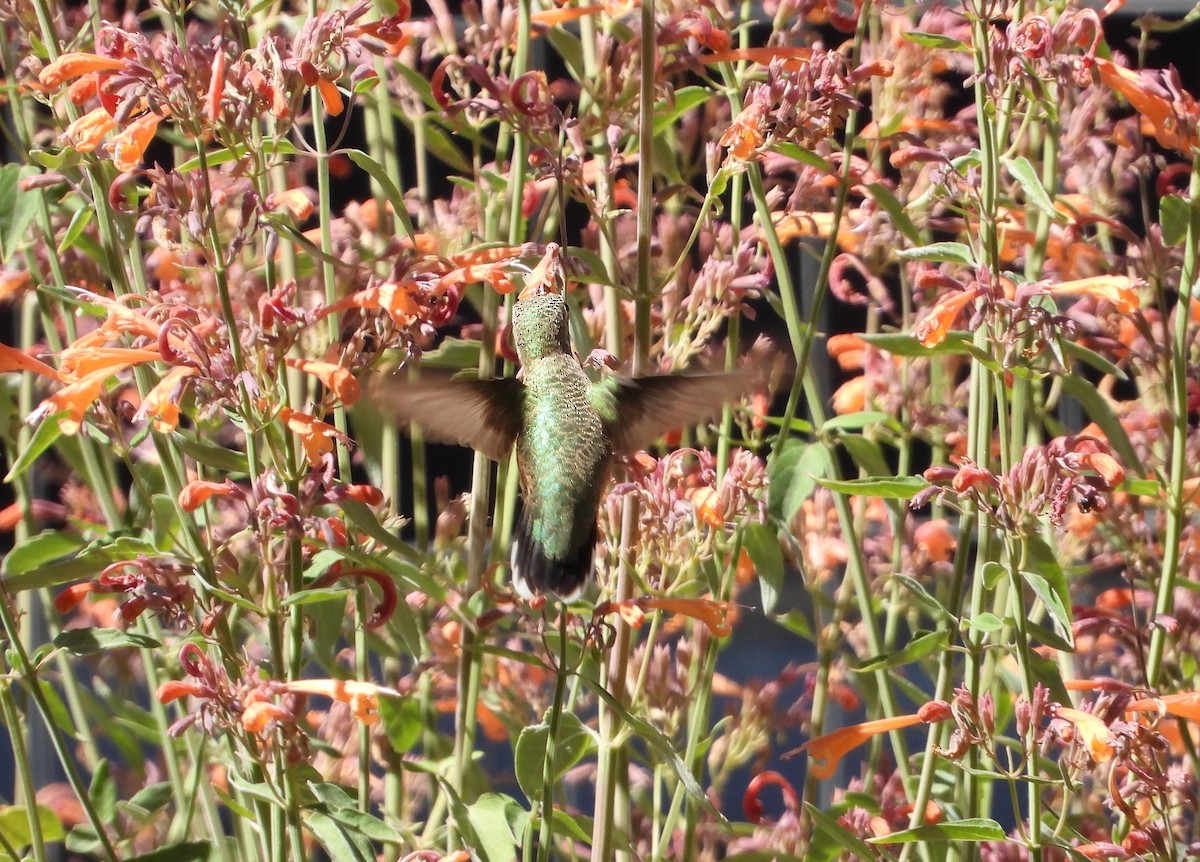 Calliope Hummingbird - ML622589494