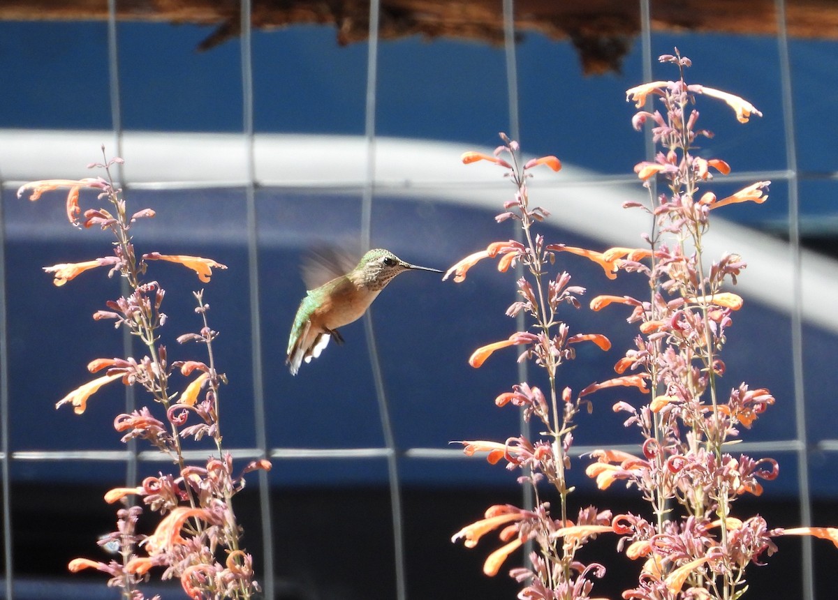 Calliope Hummingbird - ML622589496