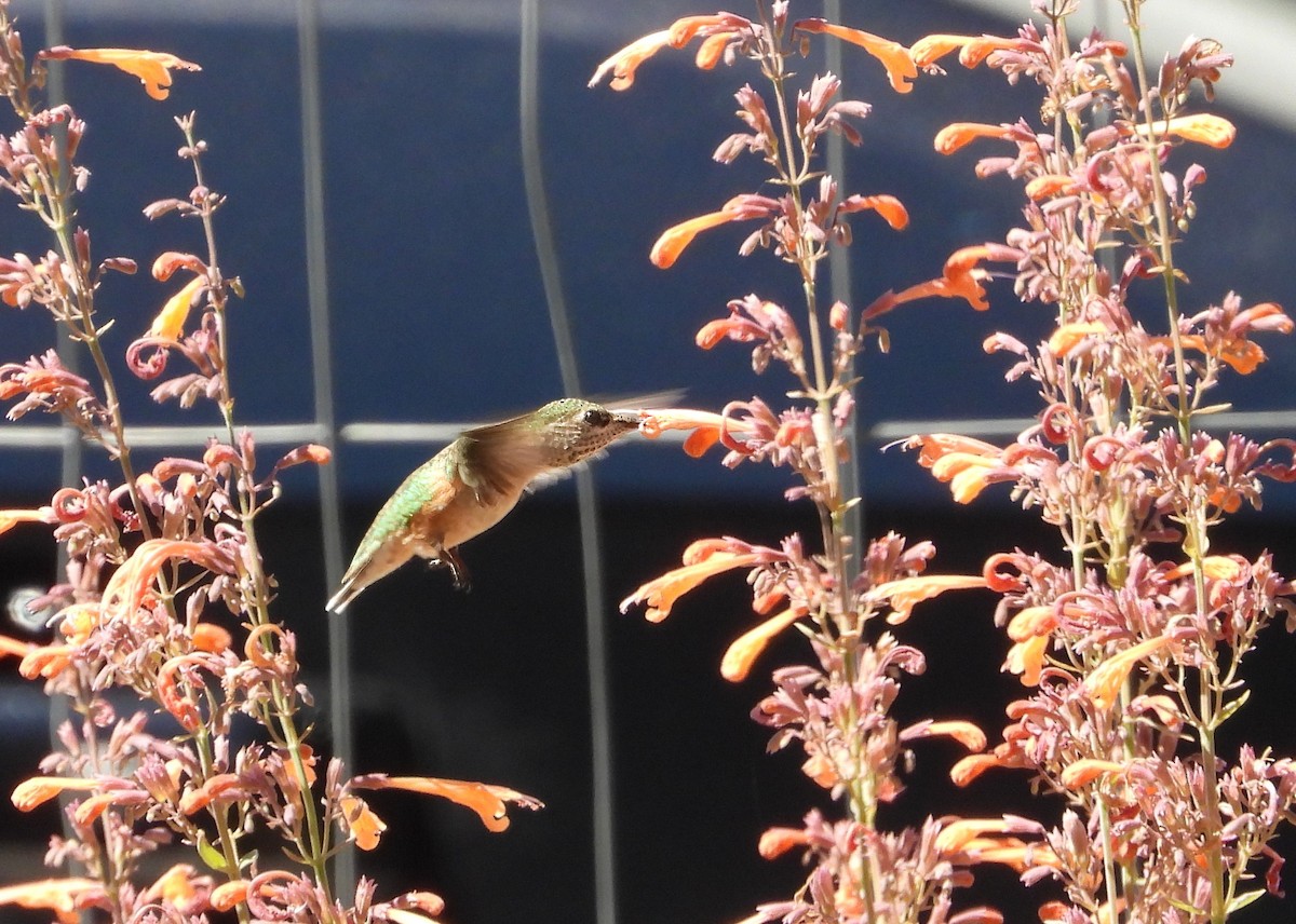 Calliope Hummingbird - ML622589500