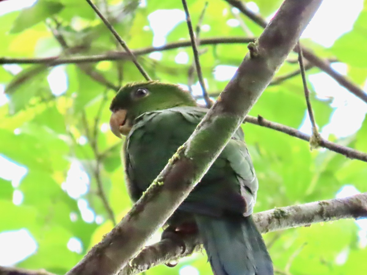 Blue-bellied Parrot - ML622589645