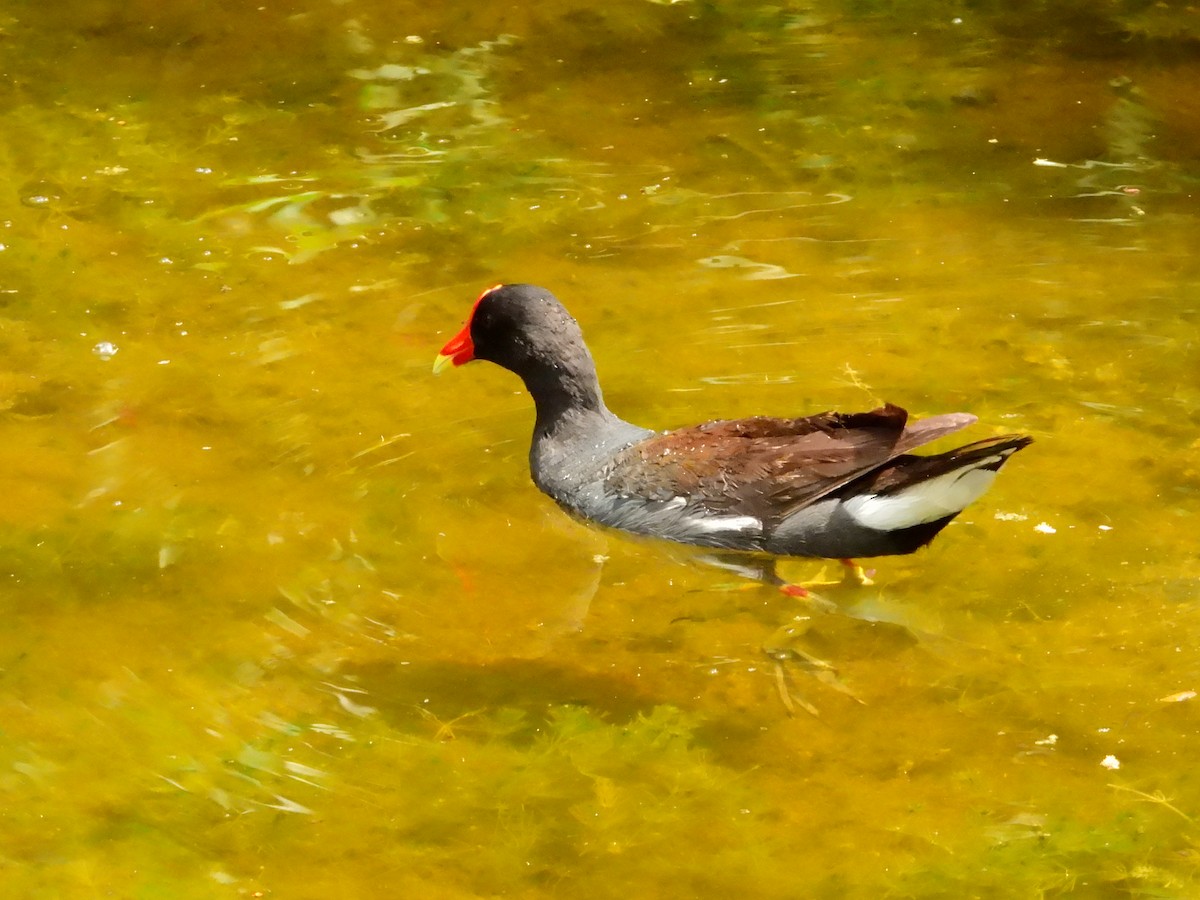 Common Gallinule (American) - ML622589657