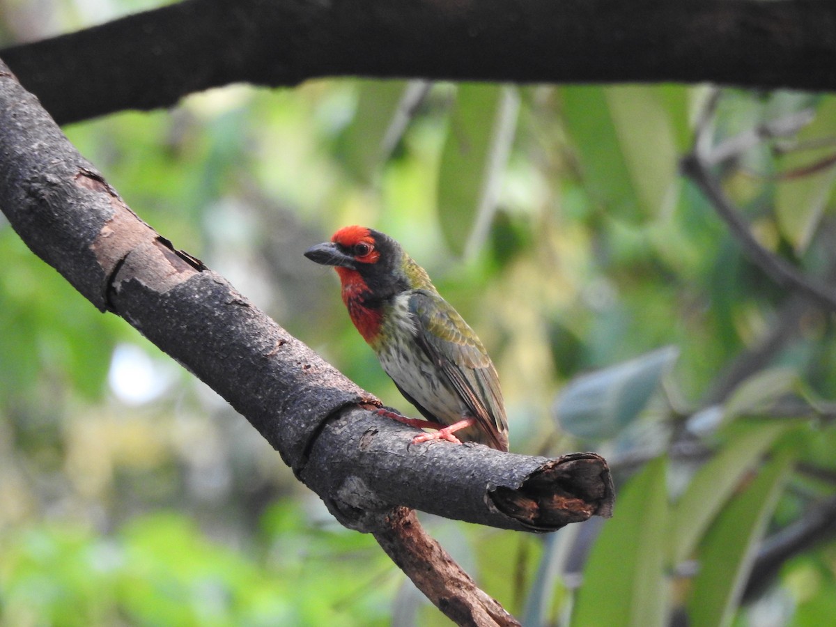 Coppersmith Barbet - ML622589769