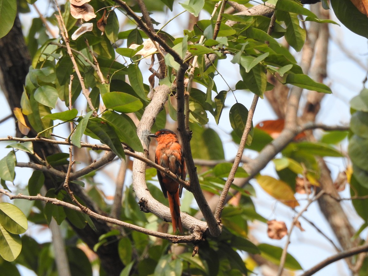 Minivet vermillon - ML622589777