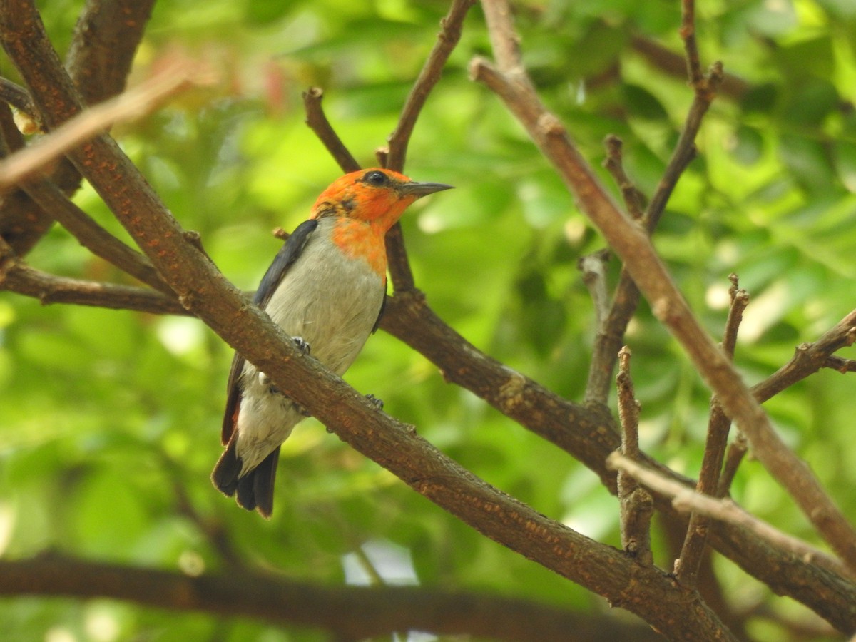 Scarlet-headed Flowerpecker - ML622589782