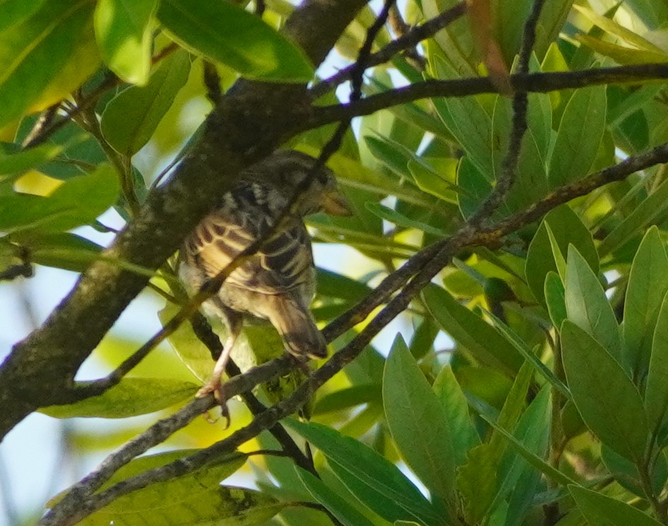 House Sparrow - ML622589783