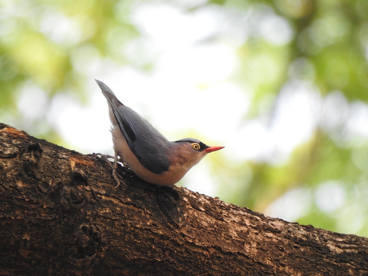 Velvet-fronted Nuthatch - ML622589795