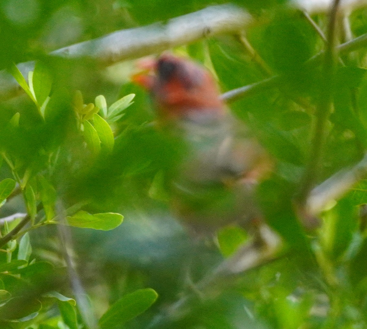 Northern Cardinal - ML622589821