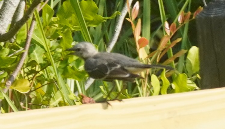 Northern Mockingbird - ML622589878