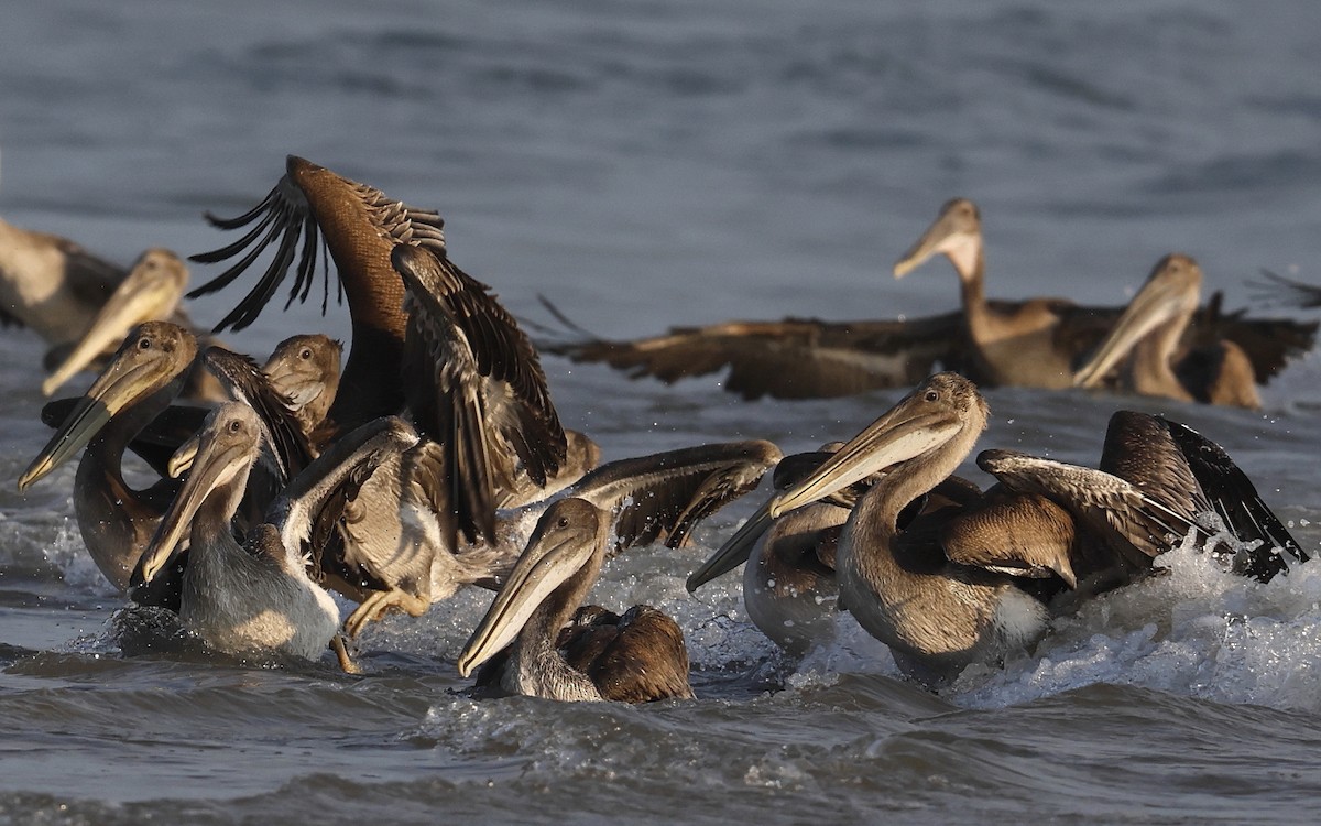 Brown Pelican - ML622589887