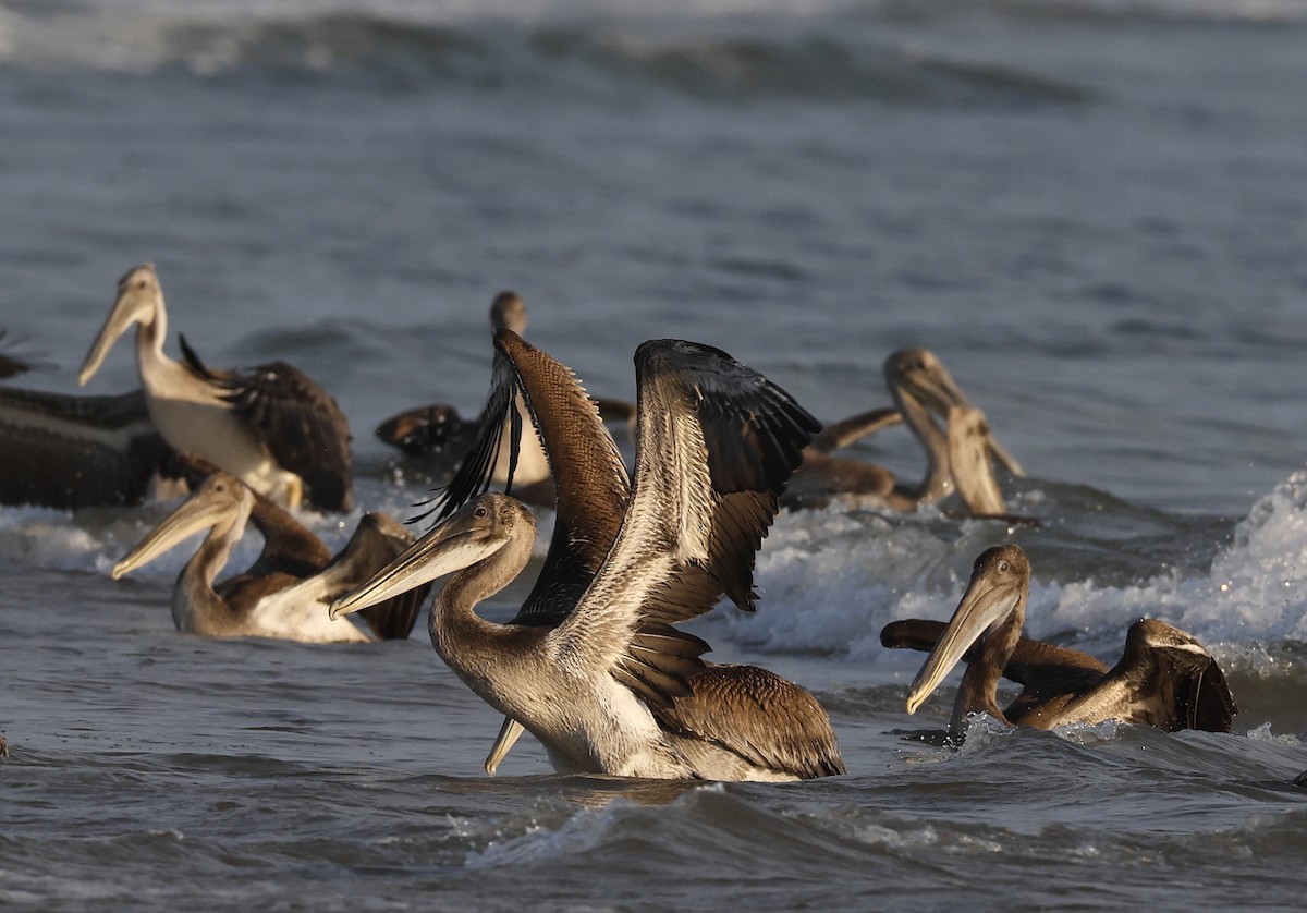 Brown Pelican - ML622589889