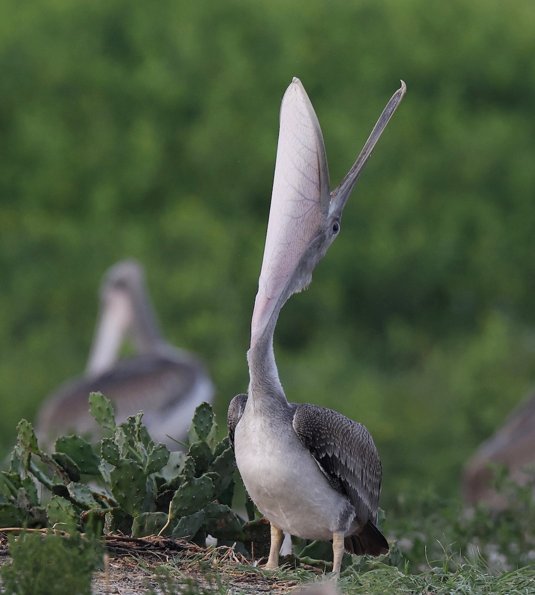 Brown Pelican - ML622589890