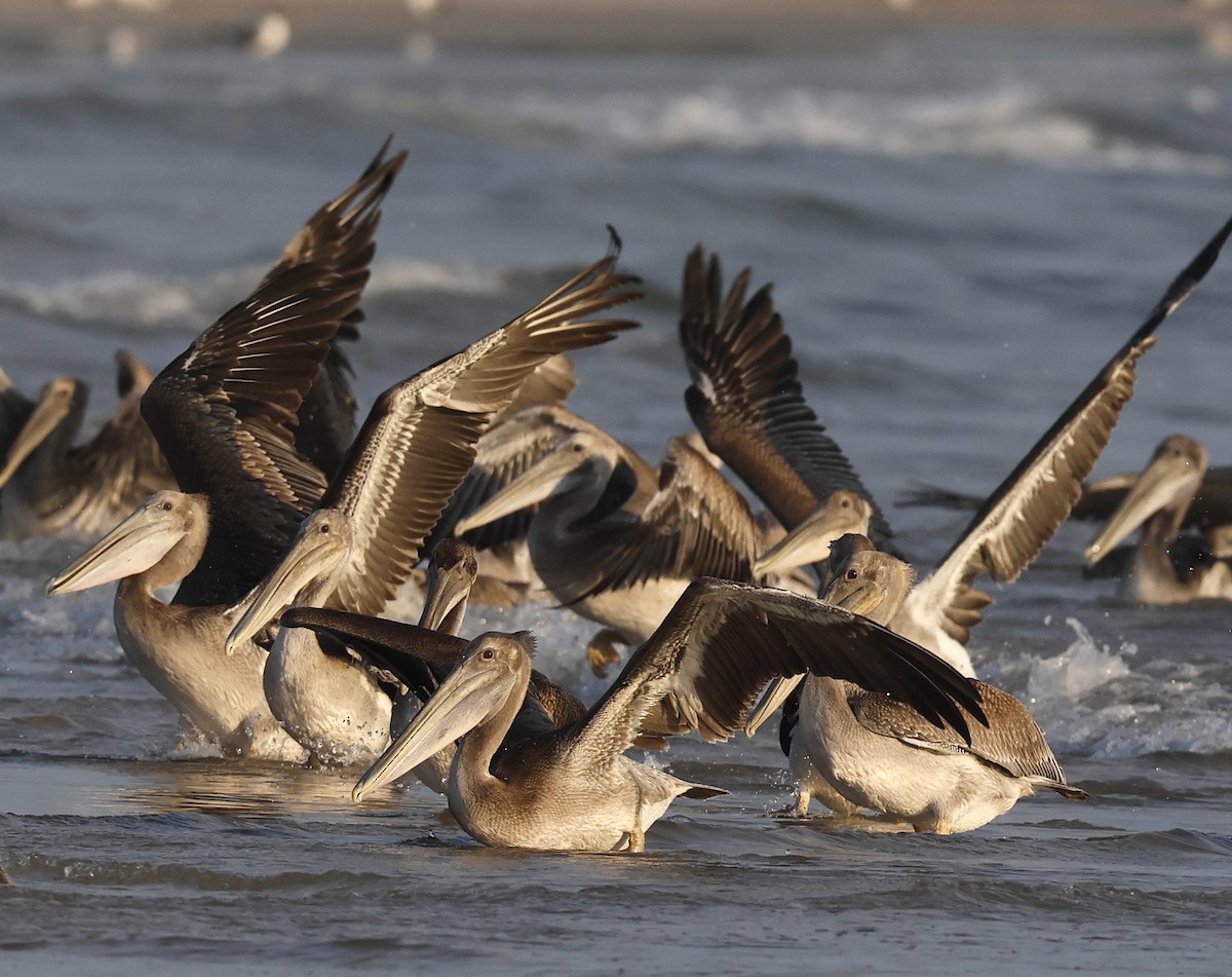 Brown Pelican - ML622589891