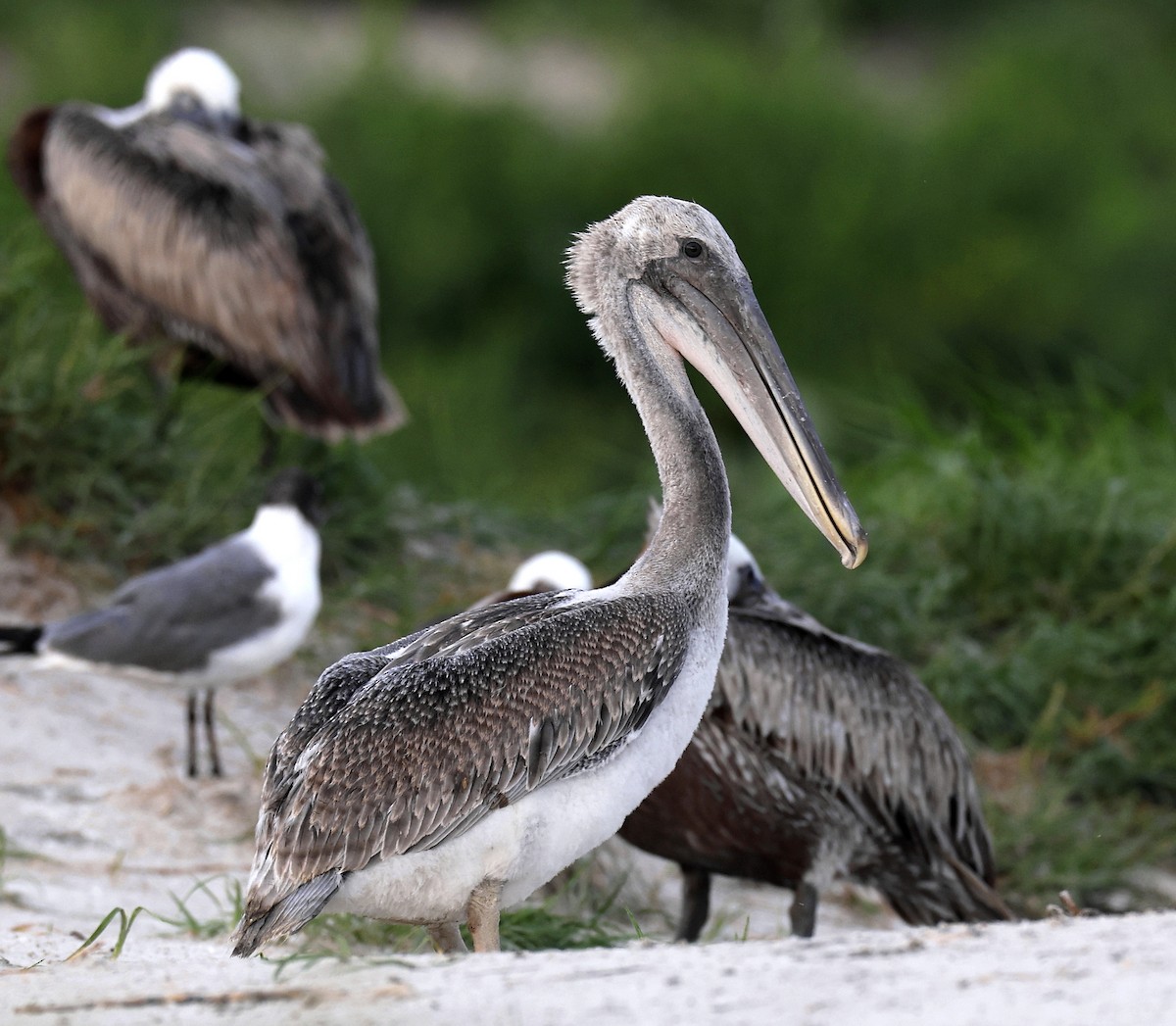 Brown Pelican - ML622589892