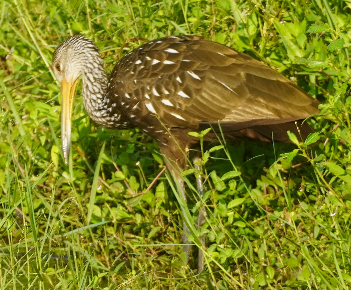 Limpkin - ML622589926