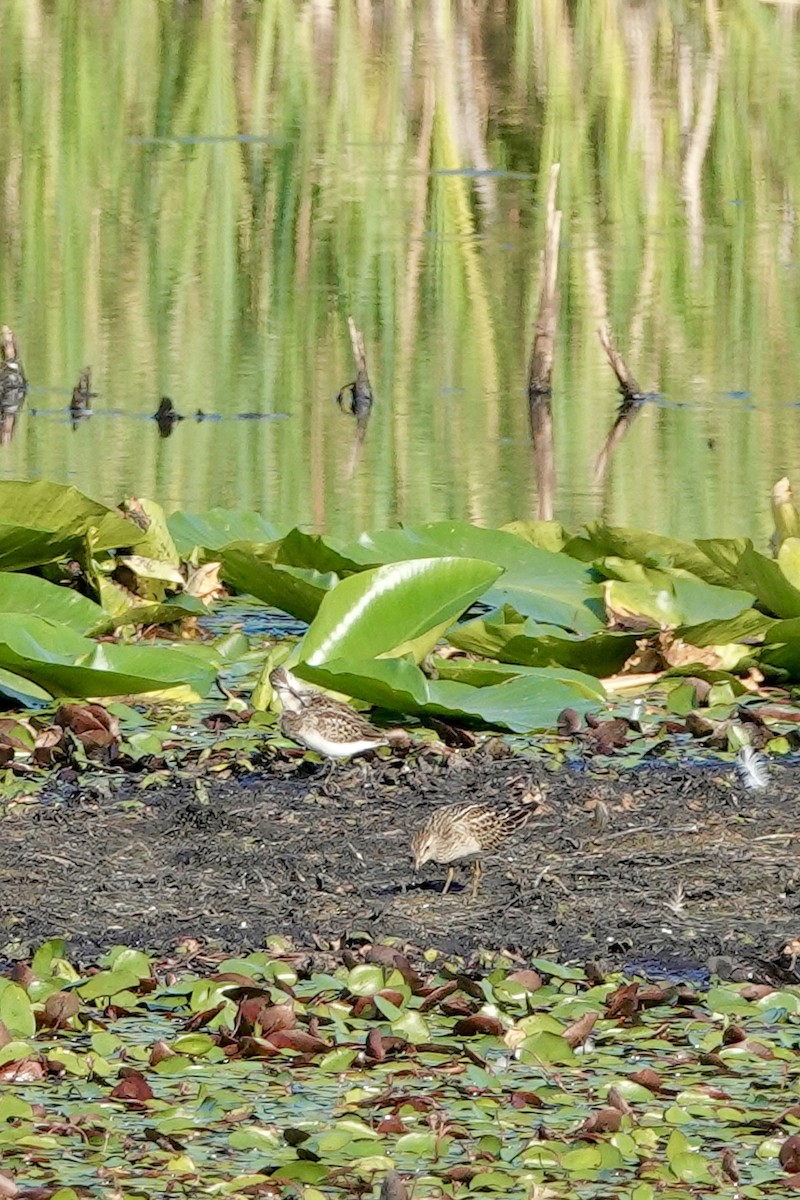 Pectoral Sandpiper - ML622589946