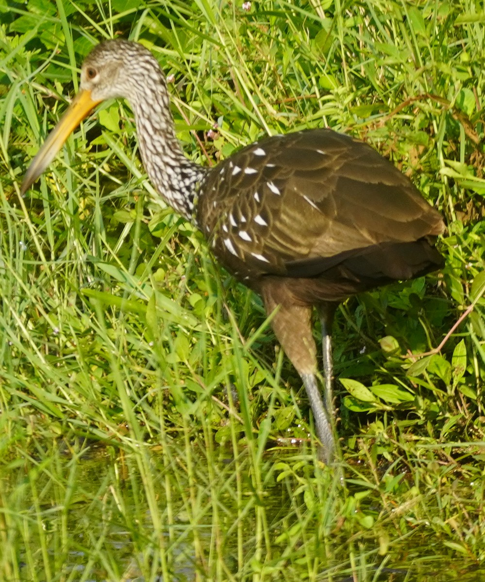 Limpkin - ML622589947