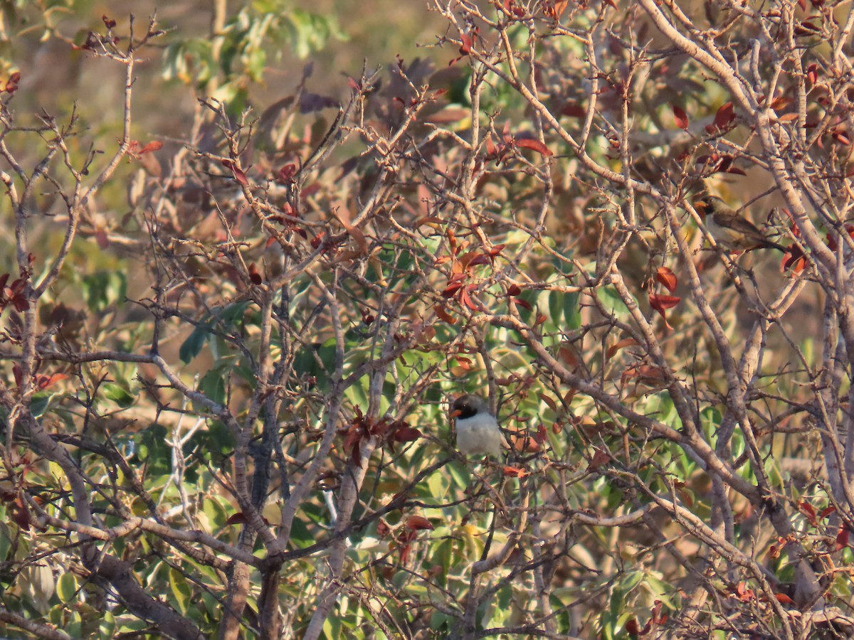 Black-throated Saltator - ML622589966