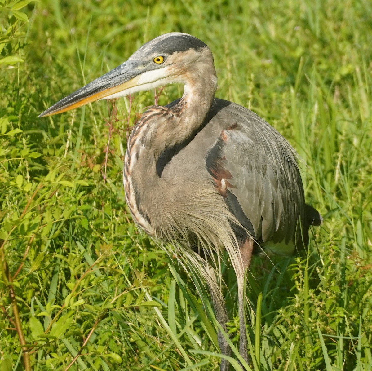 Great Blue Heron - ML622589970