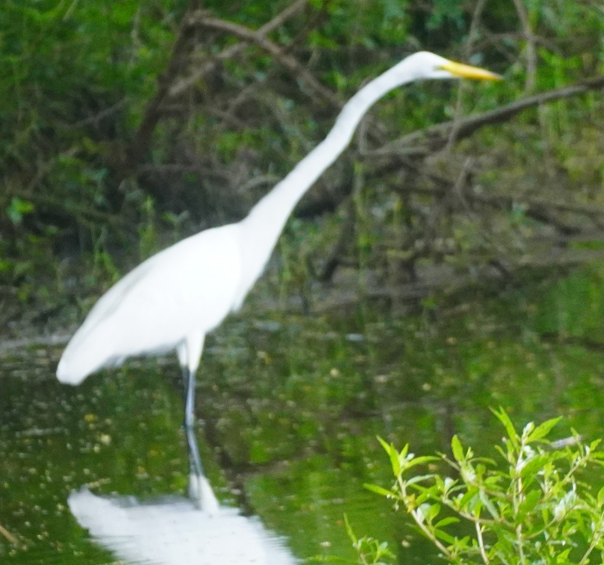 Great Egret - ML622590000