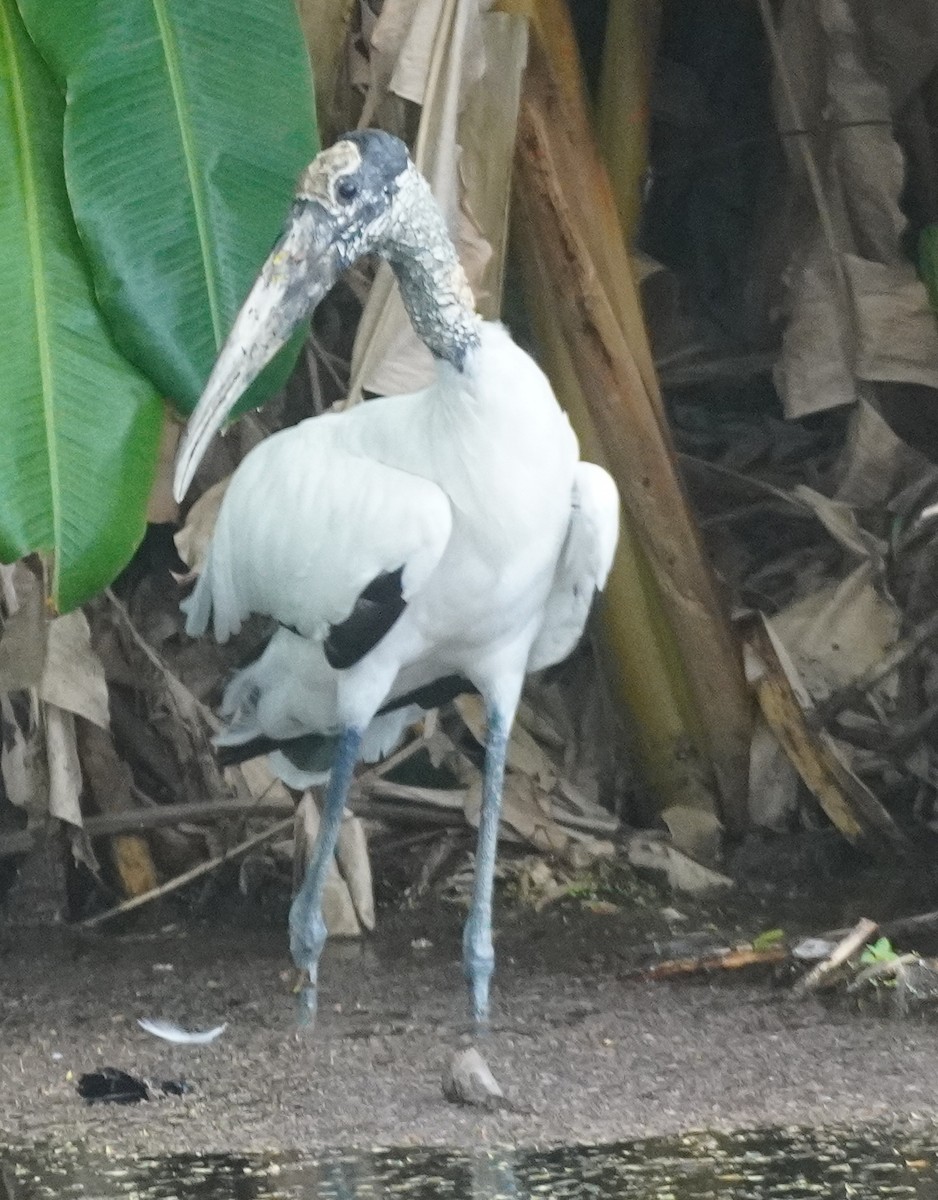 Wood Stork - ML622590019