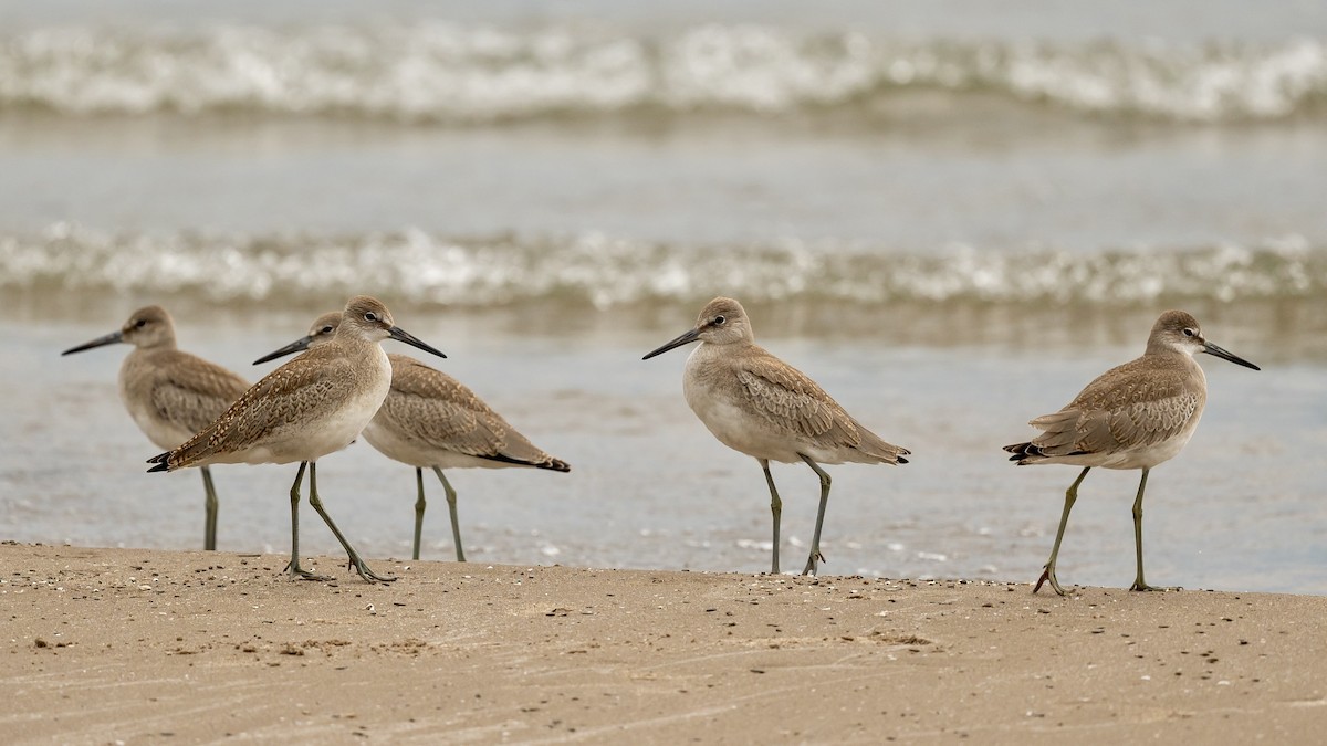 Willet - Bill Massaro