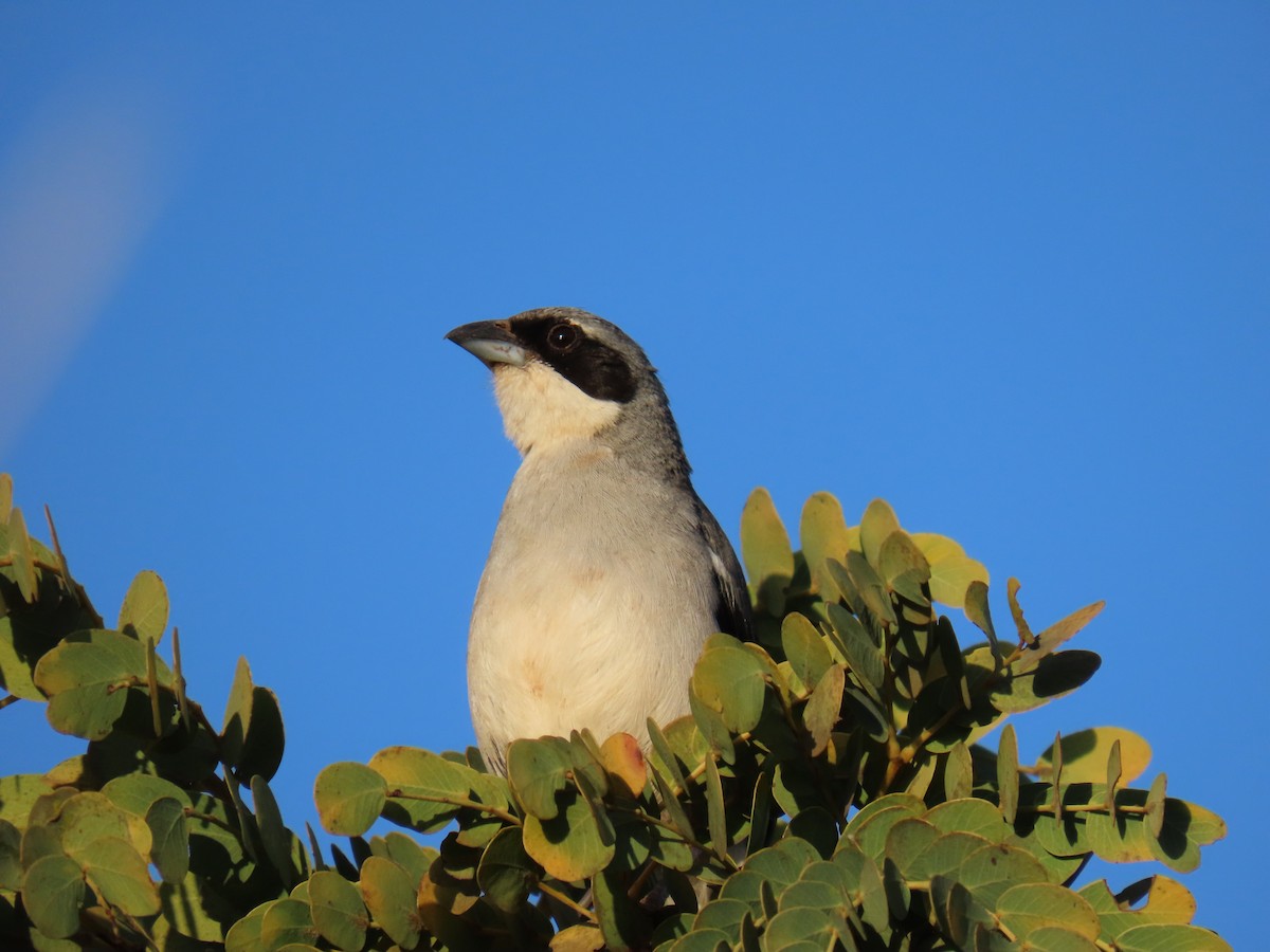 White-banded Tanager - ML622590080