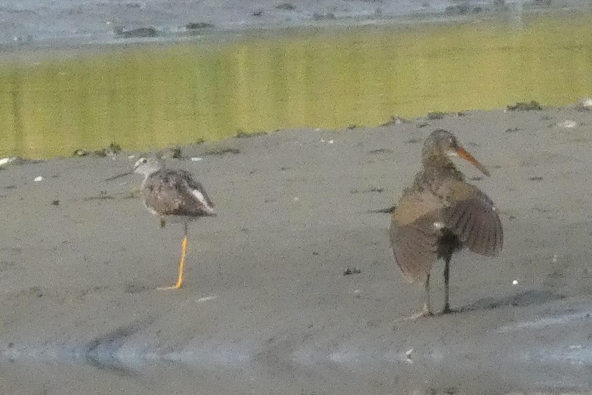 Greater Yellowlegs - ML622590102