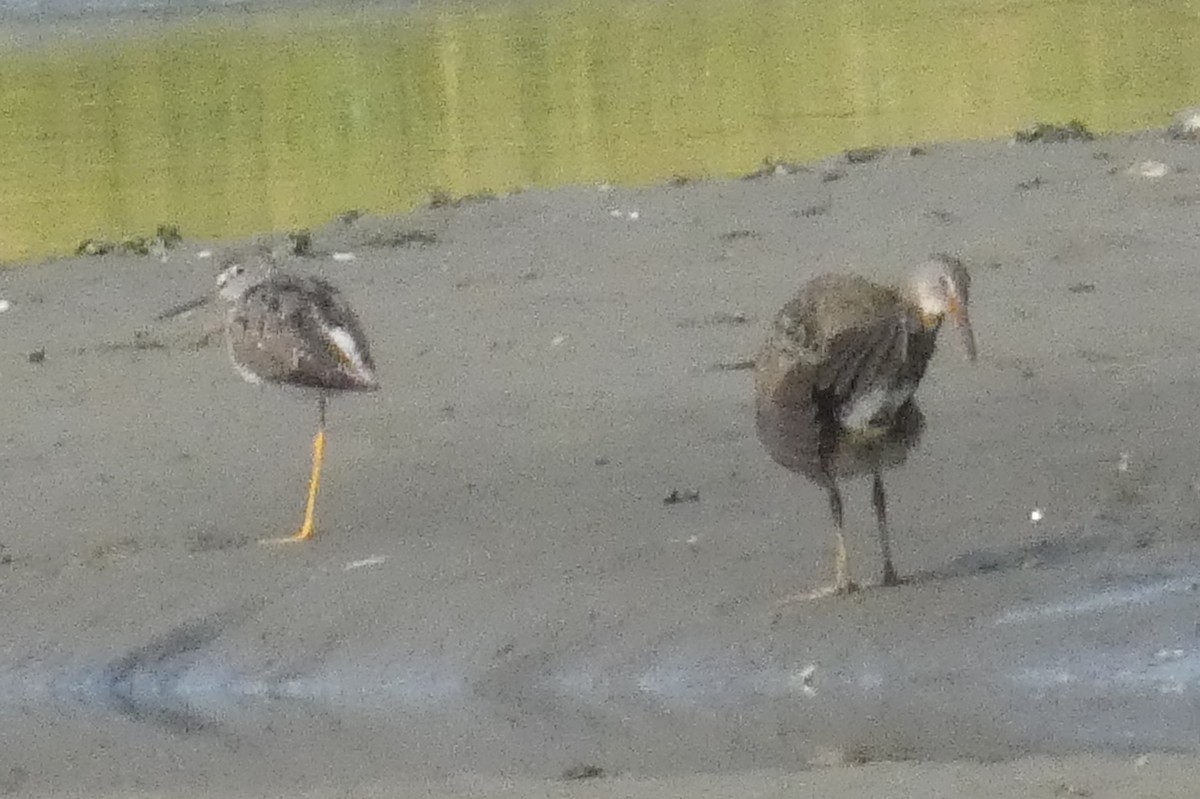 Greater Yellowlegs - Anonymous