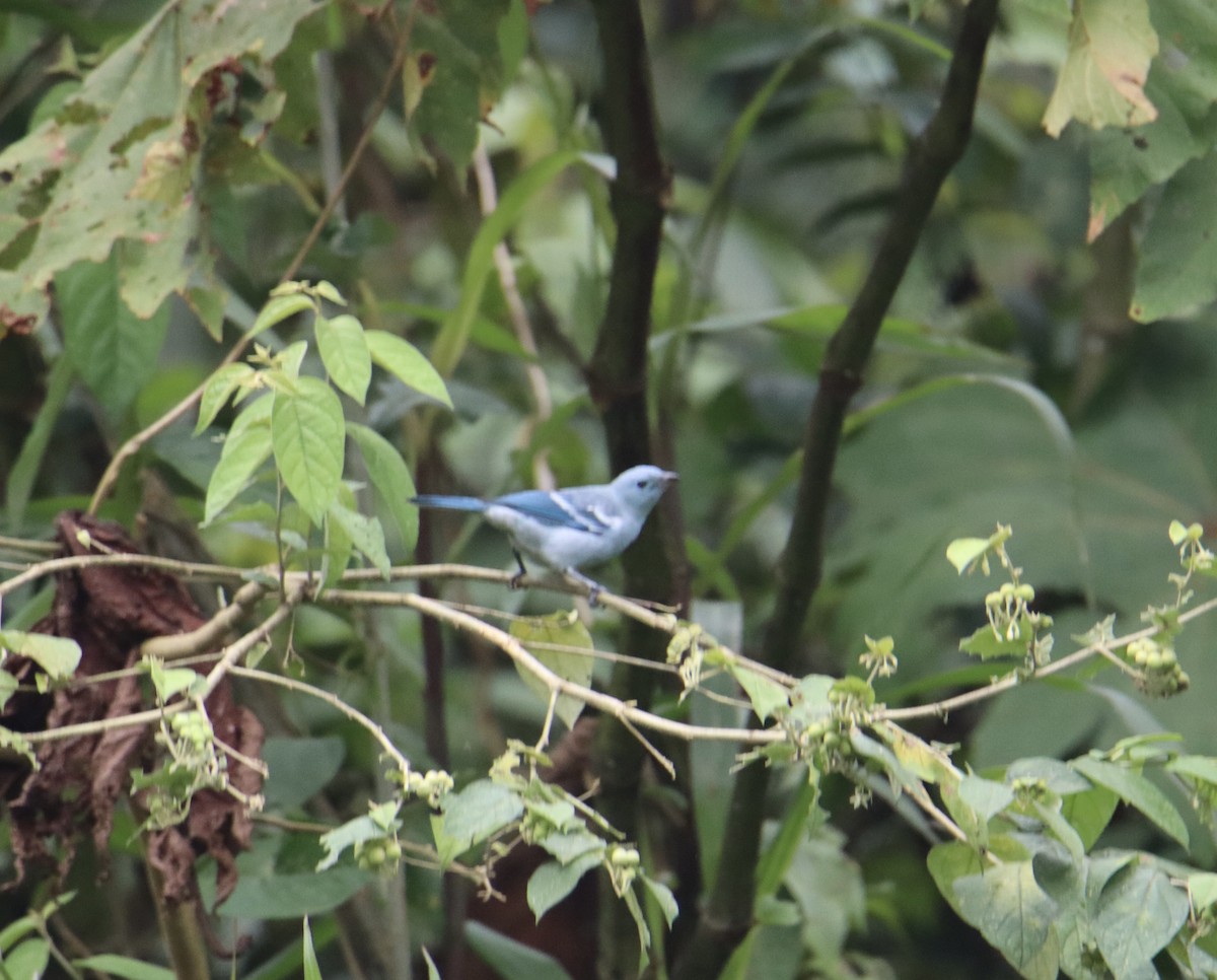 Blue-gray Tanager (White-edged) - ML622590119