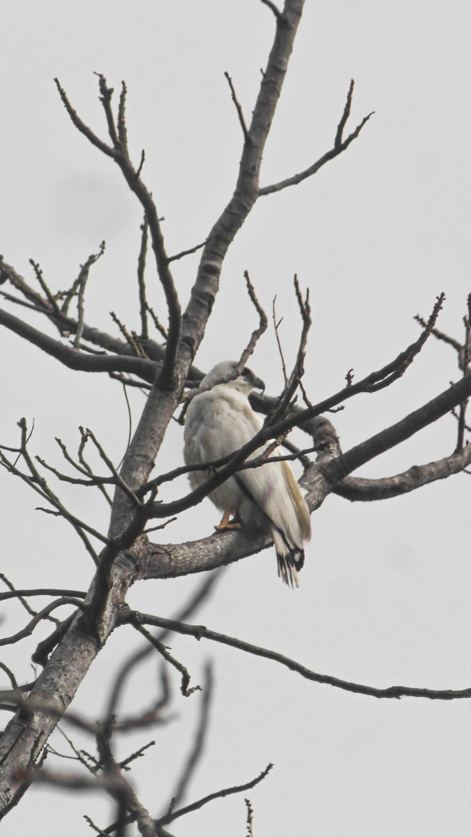 White Hawk - ELISEO Cabrera