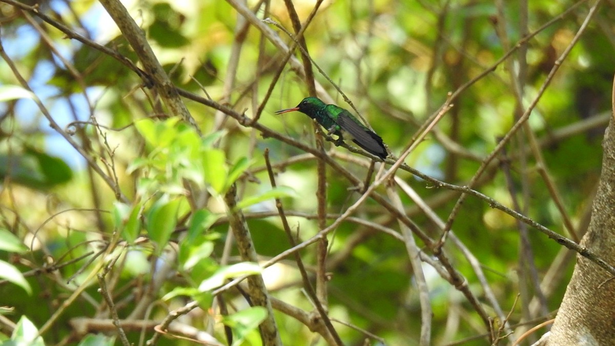 Canivet's Emerald - ML622590182