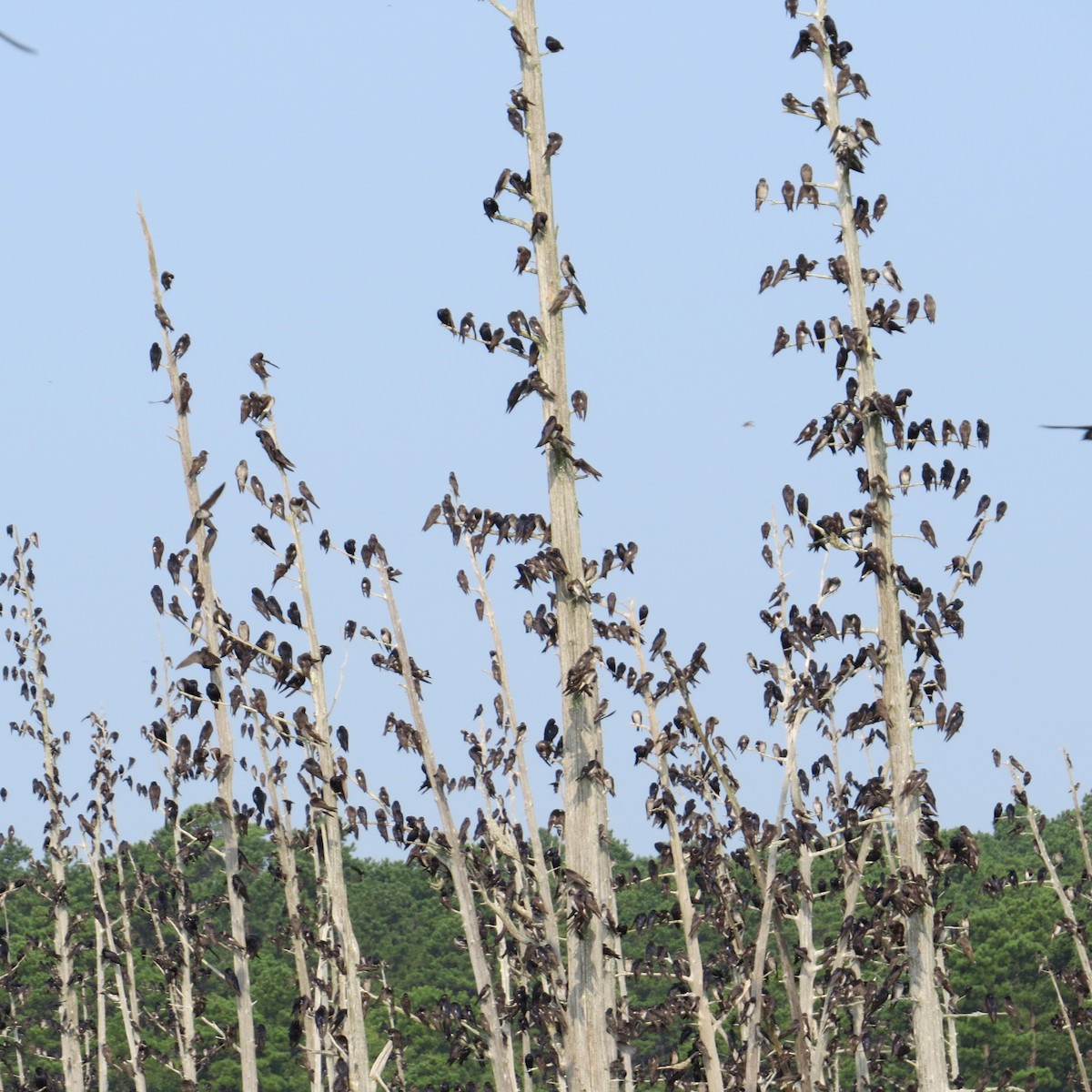 Purple Martin - ML622590218