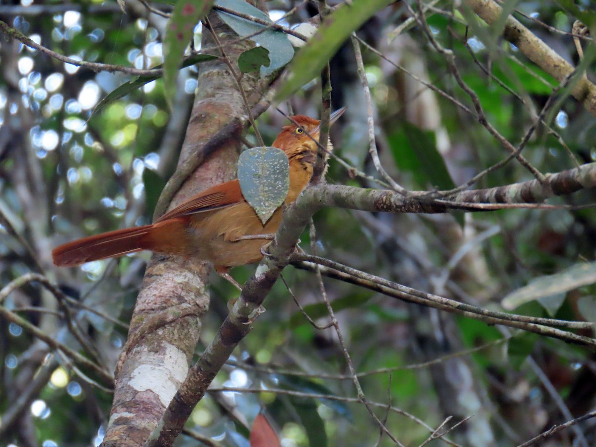 Pavonine Cuckoo - ML622590236