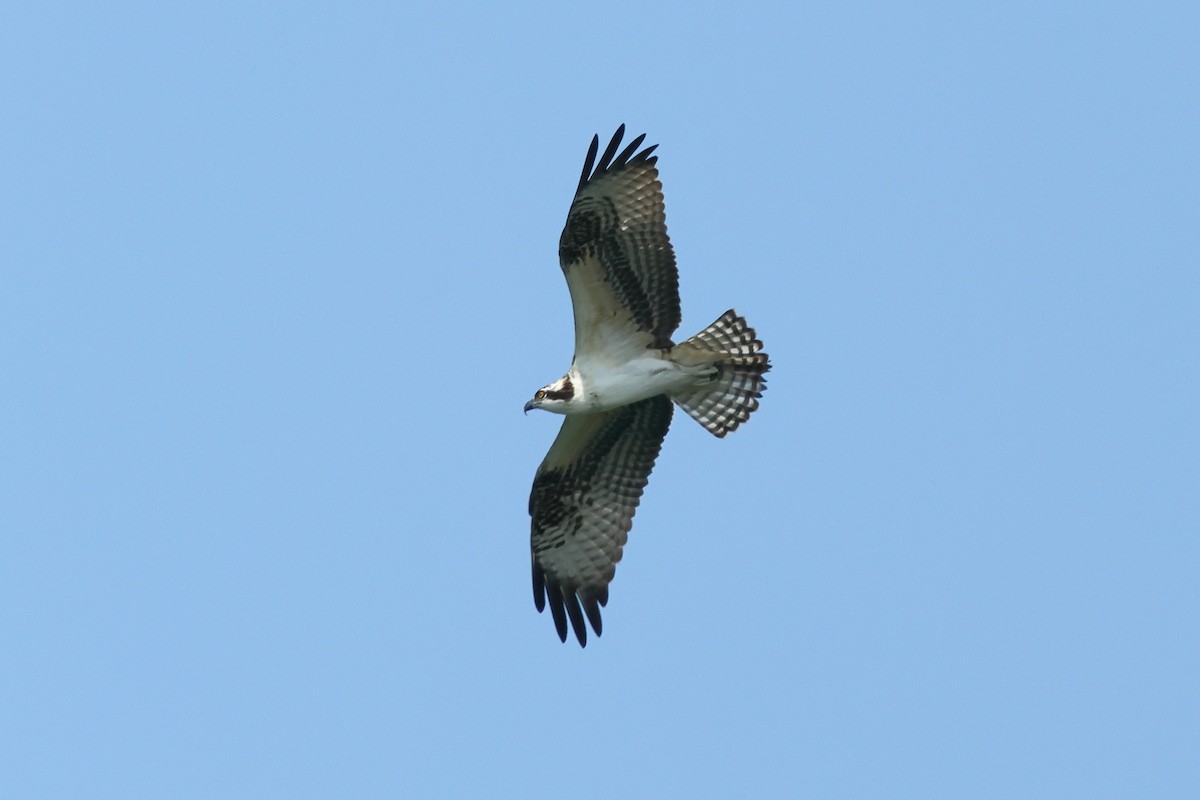 Osprey - ML622590312