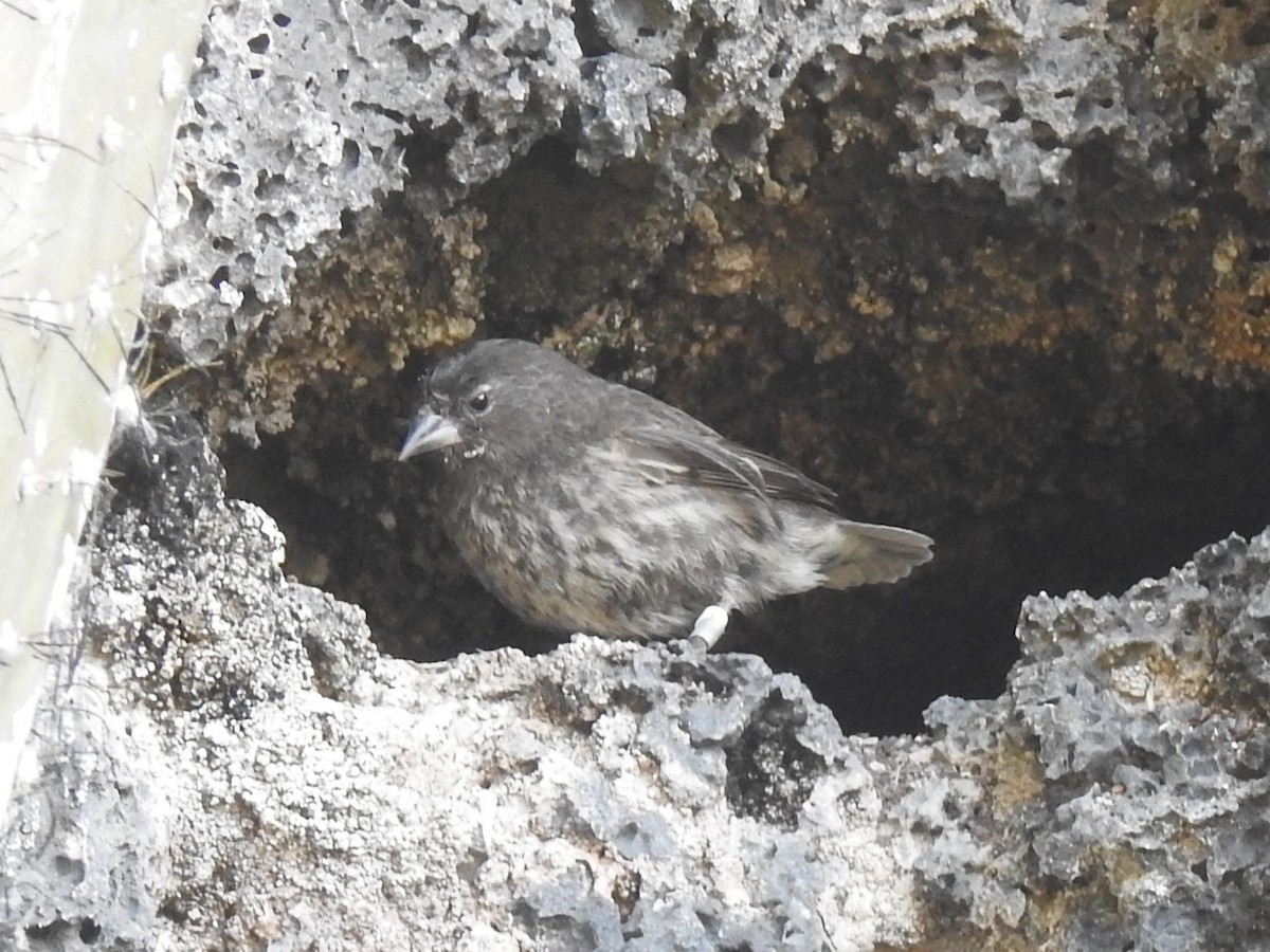 Genovesa Ground-Finch - Subodh Ghonge