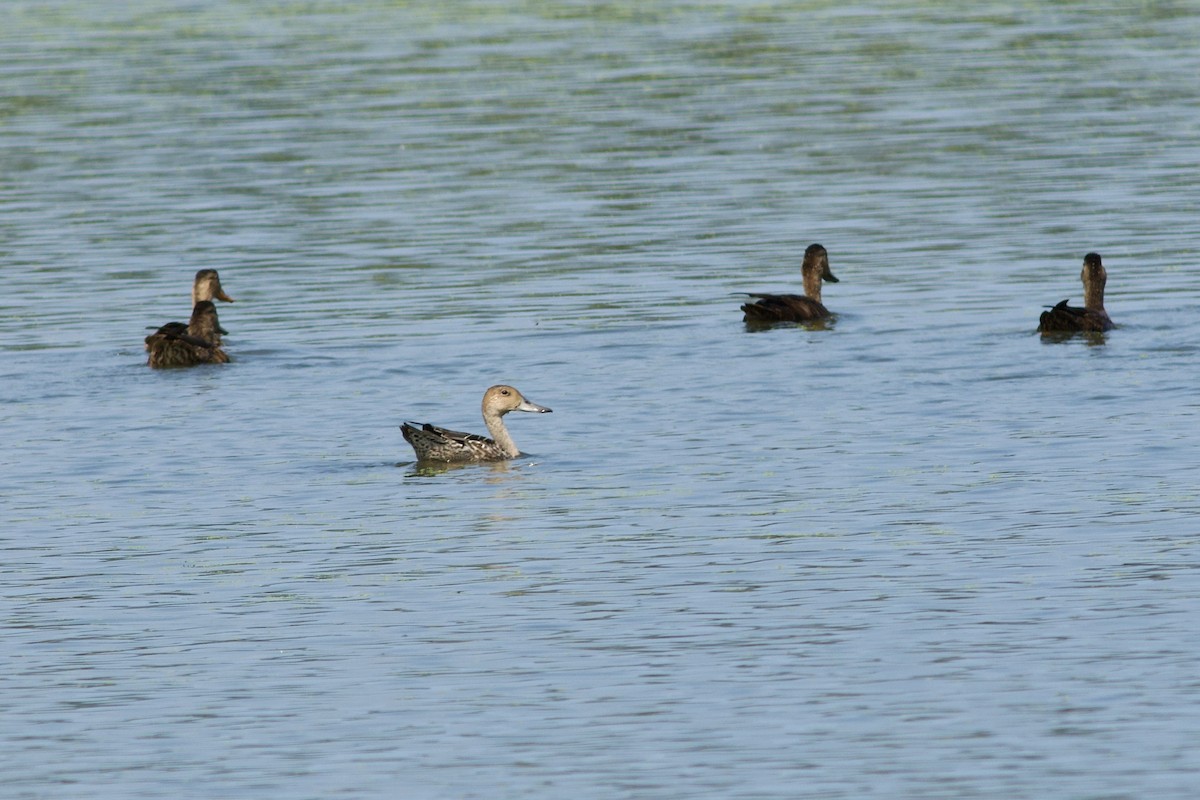 Northern Pintail - George Forsyth