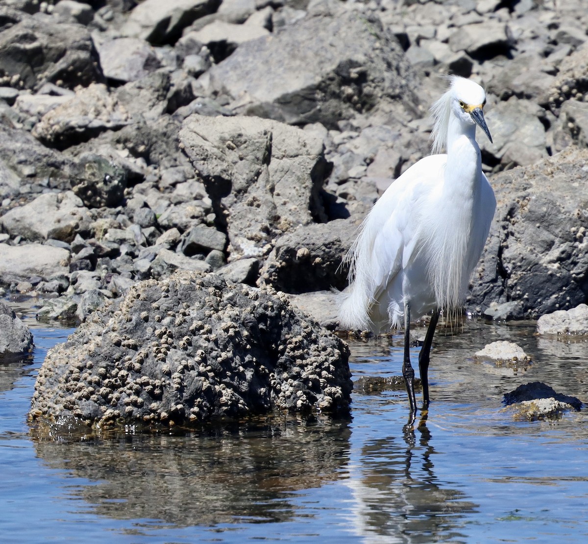 Snowy Egret - ML622590421