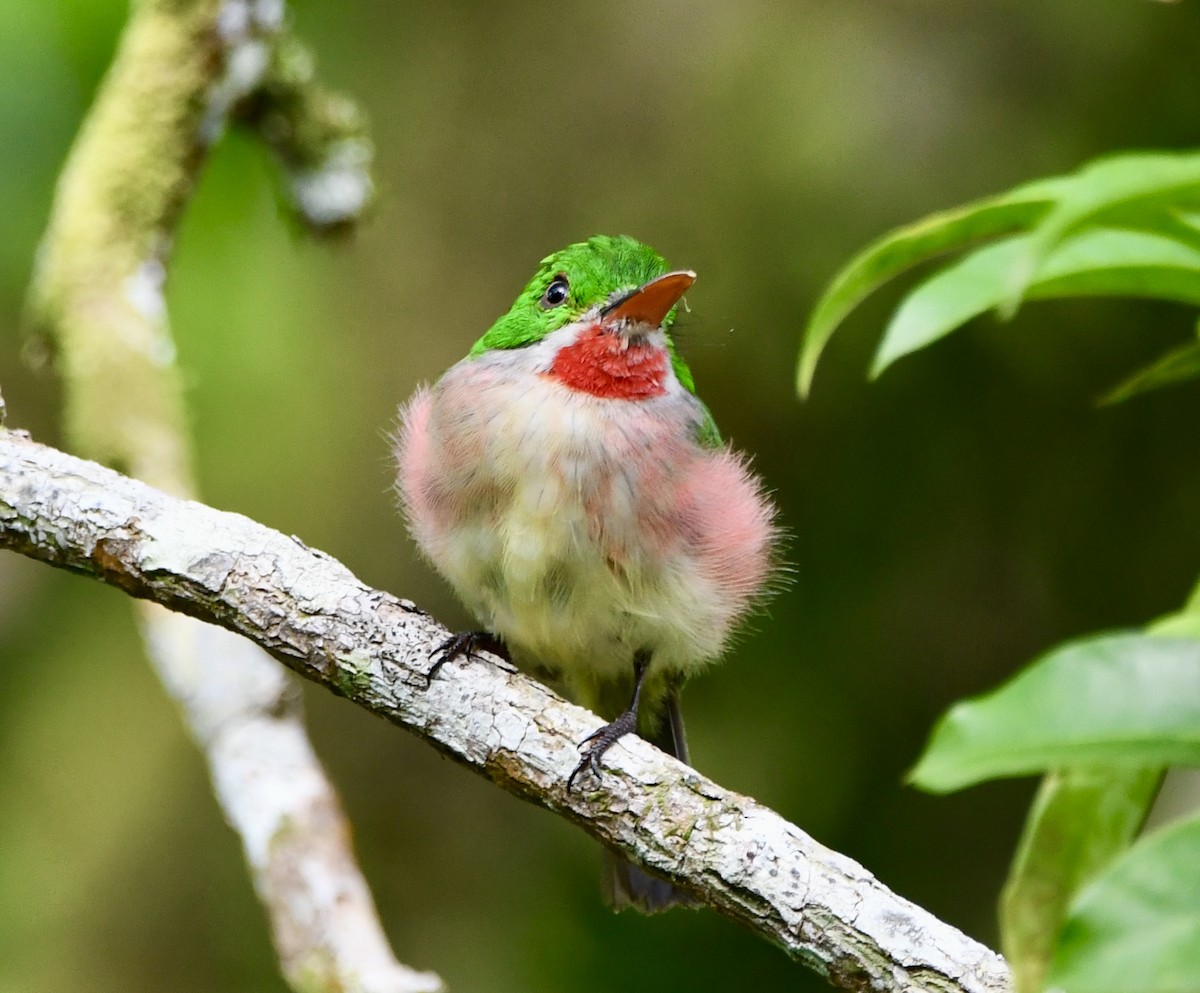 Broad-billed Tody - ML622590427