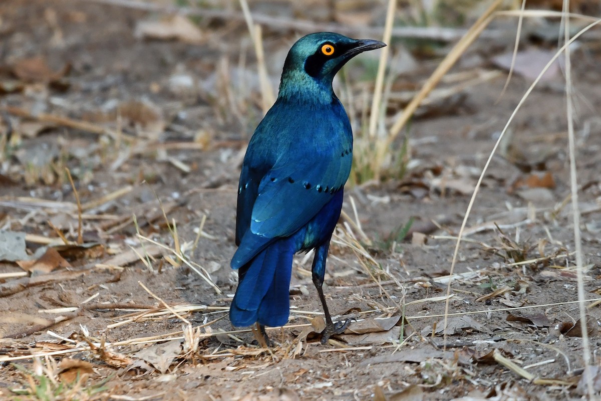 Greater Blue-eared Starling - ML622590481