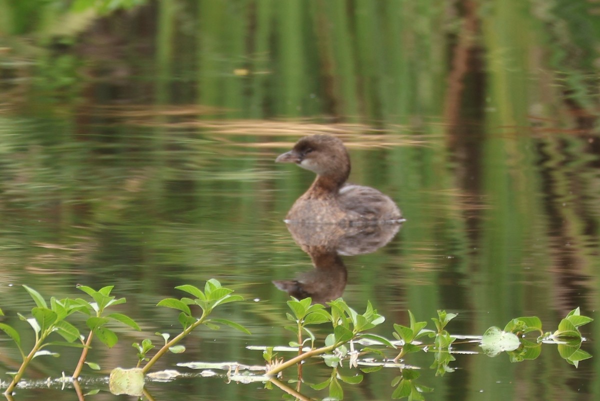 Pied-billed Grebe - ML622590484