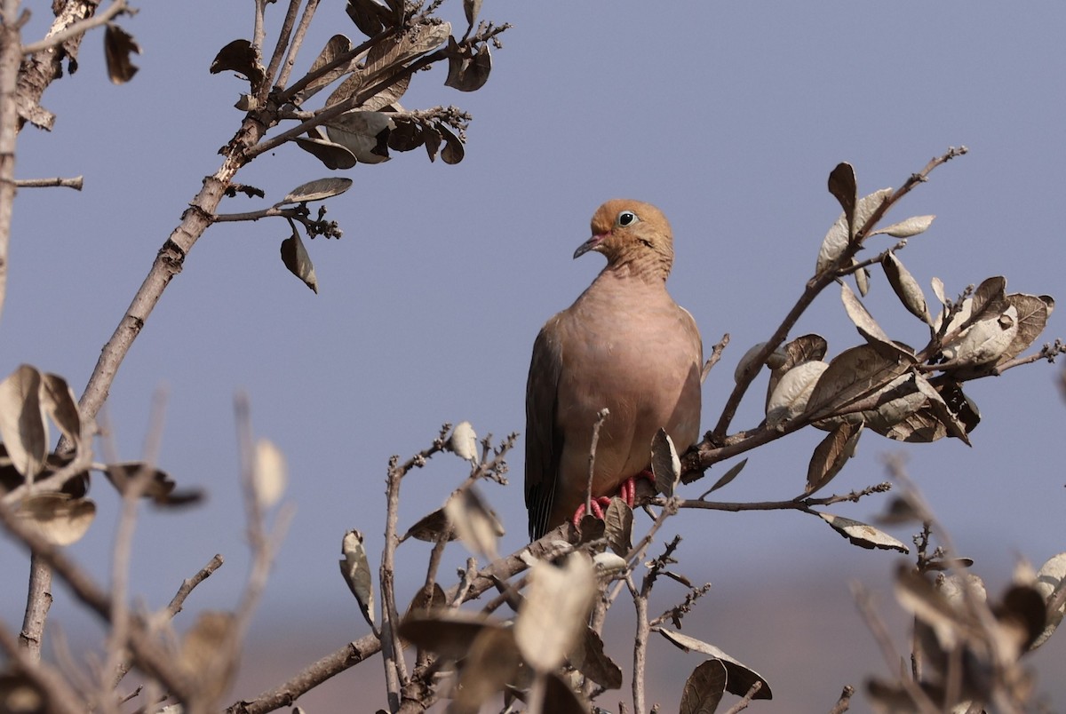 Mourning Dove - ML622590487