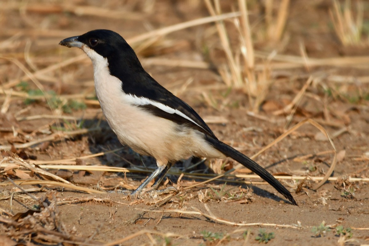 Tropical Boubou - ML622590516