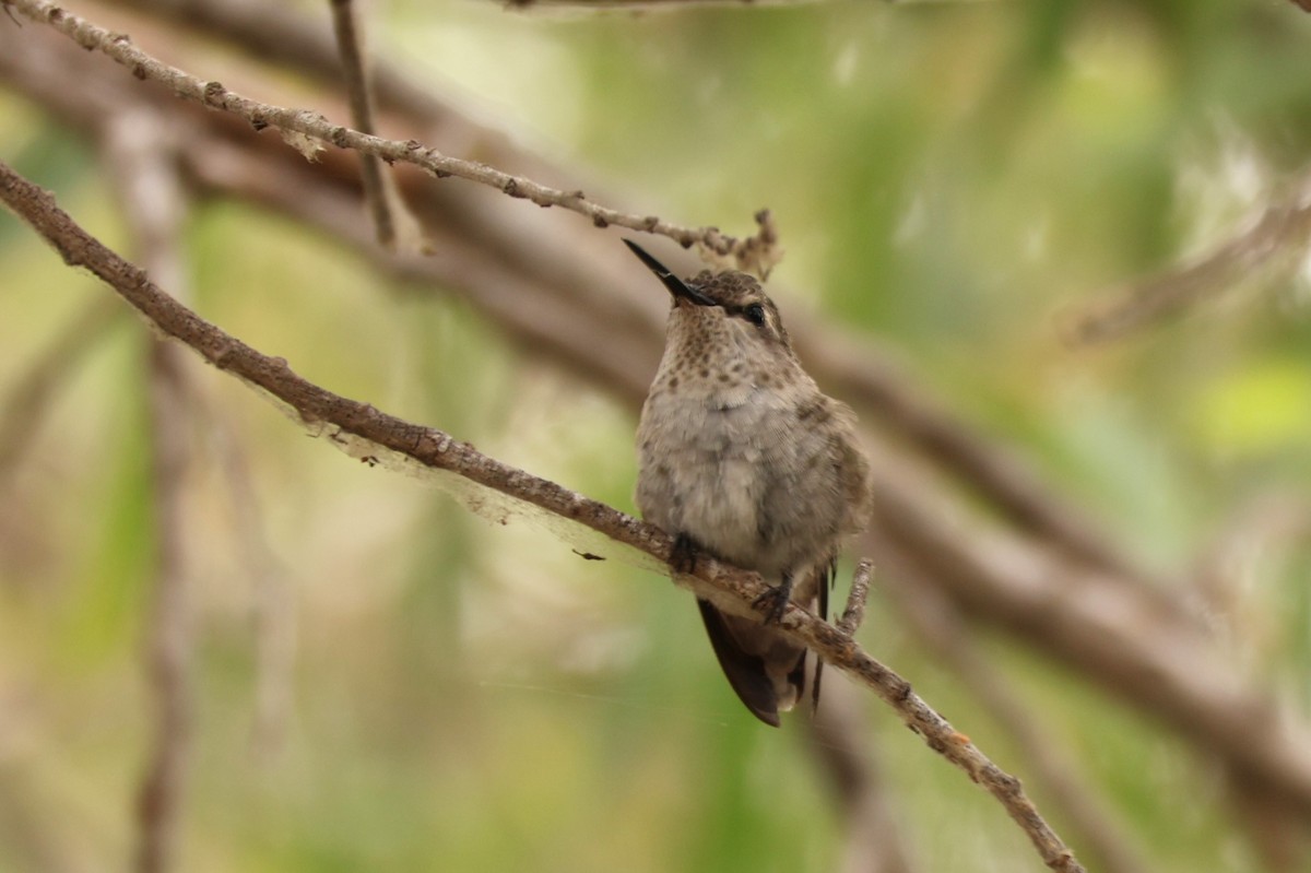 Anna's Hummingbird - ML622590517