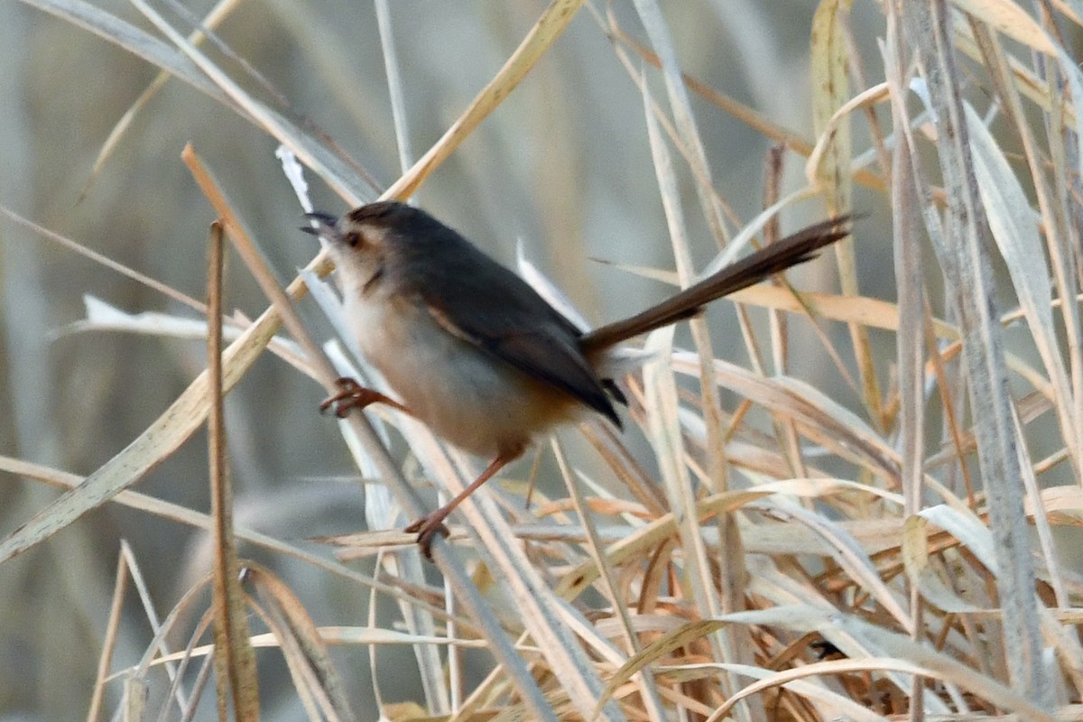 Tawny-flanked Prinia - Steve Hawes