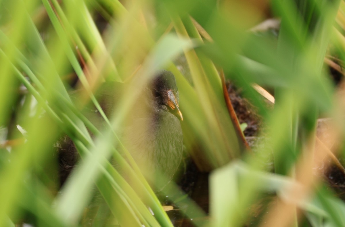 Common Gallinule - ML622590550