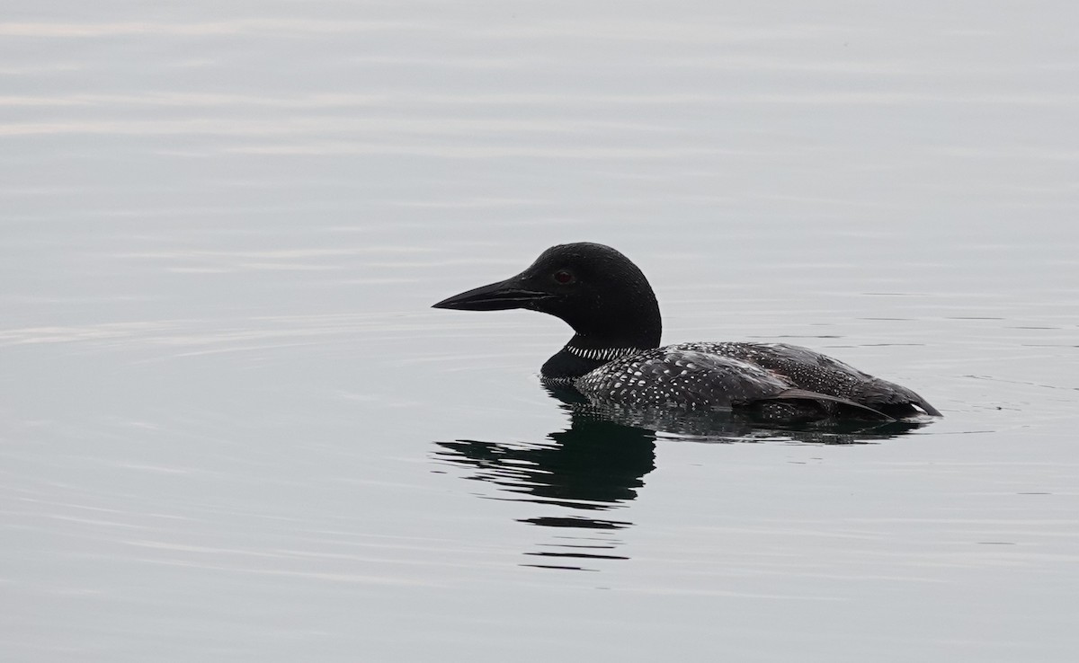 Common Loon - ML622590552